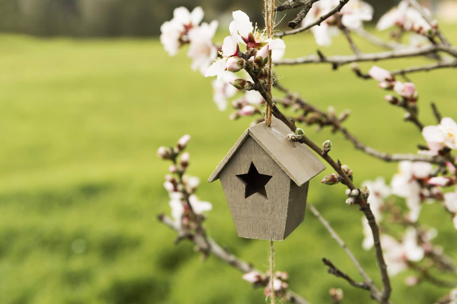 11 FREE DIY Birdhouse Plans to Build Today: Step-By-Step Guide
