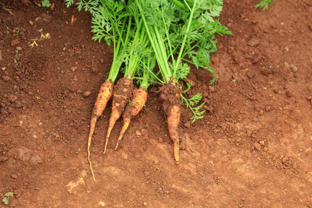 Carrots