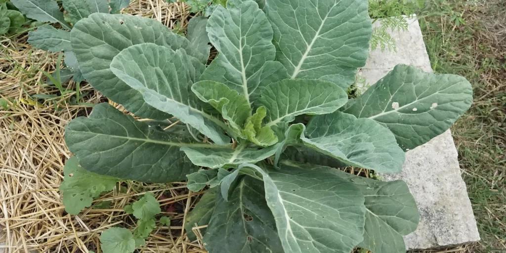 Collards