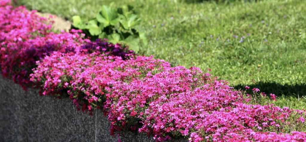 Creeping Phlox (Phlox Subulata)