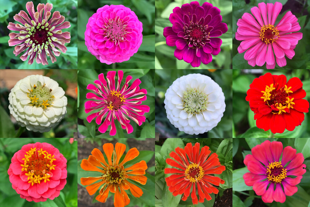 Different Types of Zinnias to Choose From