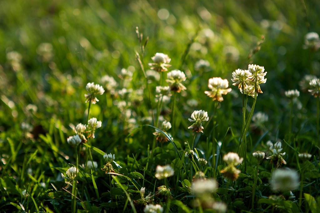 Dutch Clover (Trifolium Repens)