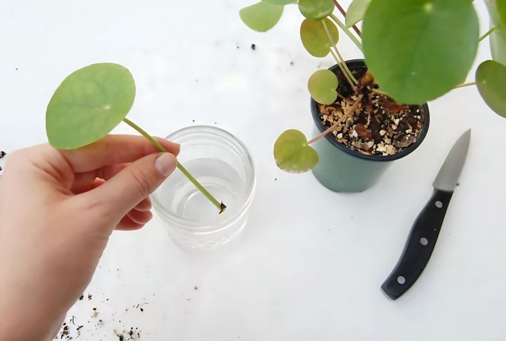 Growing Roots in Water