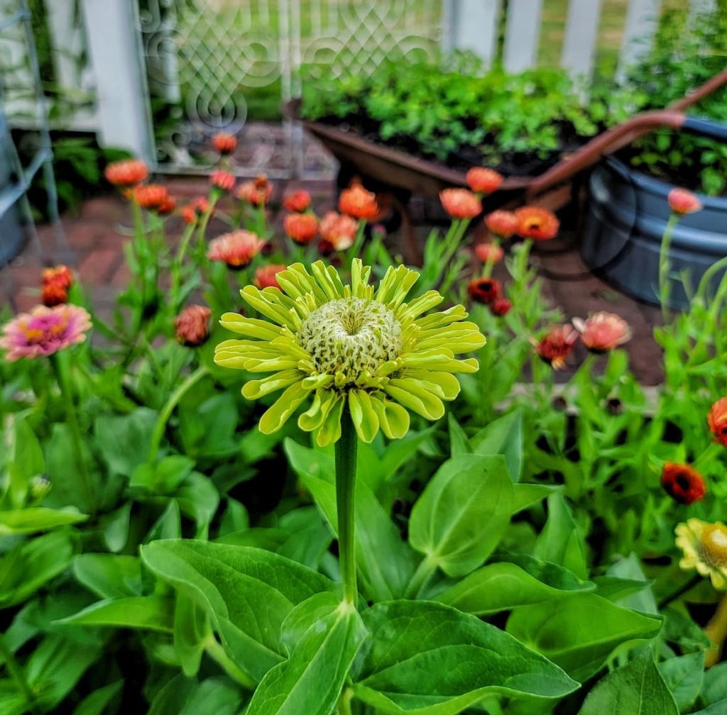 Harvesting and Enjoying Your Flowers