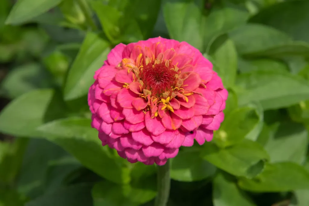 How to Grow Beautiful Zinnias