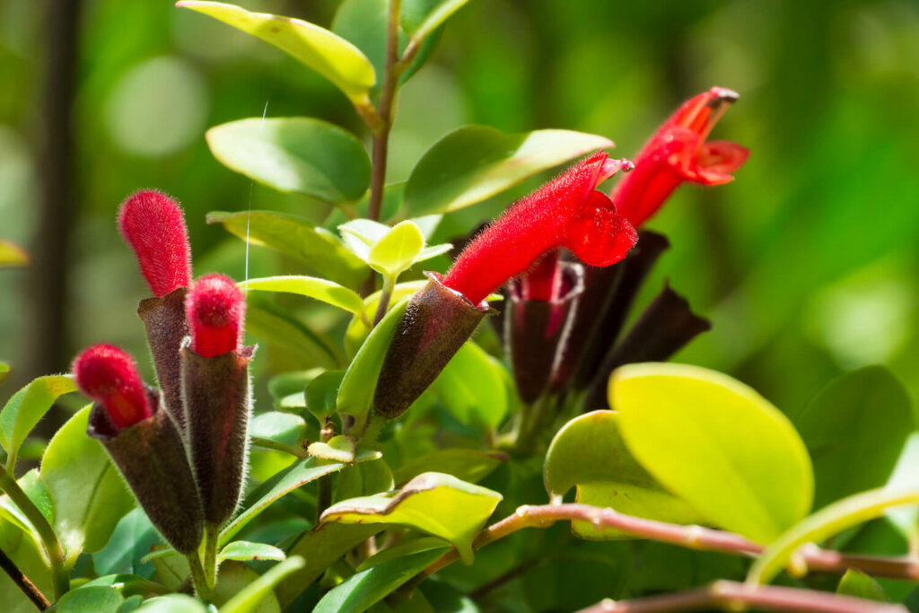 Lipstick Plant Origin