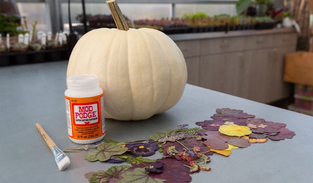 Materials Needed for Making a Pressed Flower Pumpkin