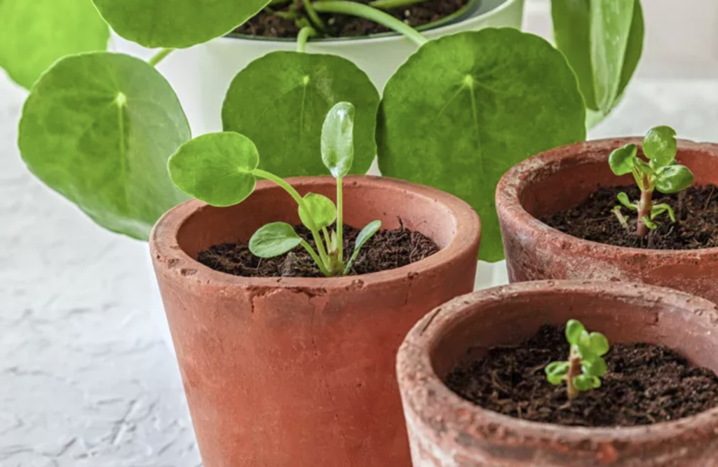 Pilea Peperomioides (Chinese Money Plant)- Basic Care Guidelines