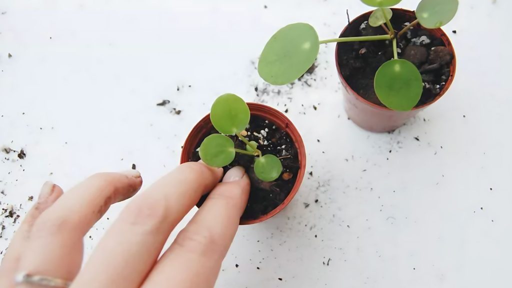 Planting in Soil After Roots Grow