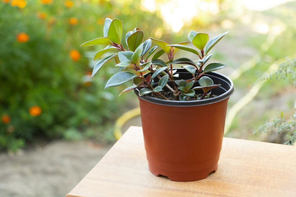 Propagation Methods for Lipstick Plants