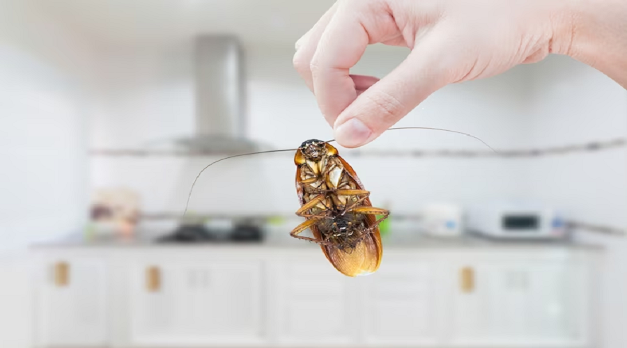 Roach Control Strategies: Banishing Unwanted Guests