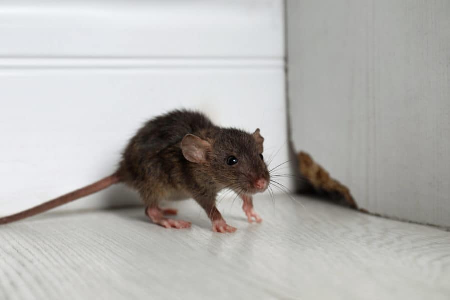 Rodent Prevention Tips: Keeping Your Home Rodent-Free