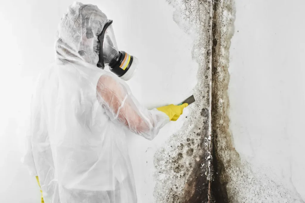 Selecting the Best Mold Removal Services