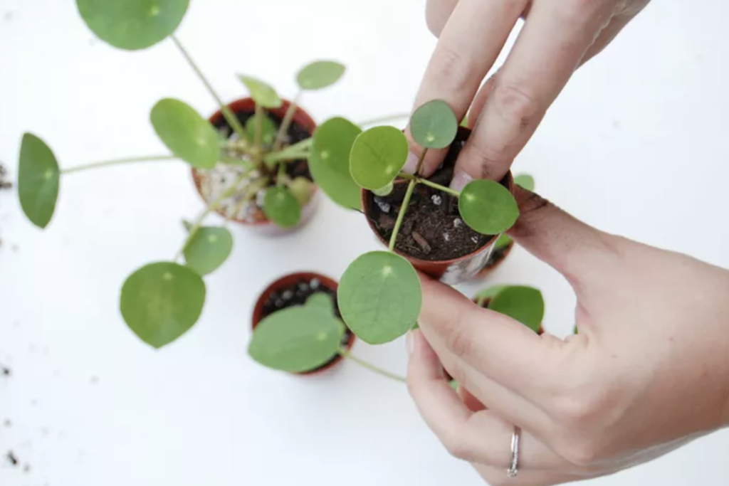 Separating the Baby Plants