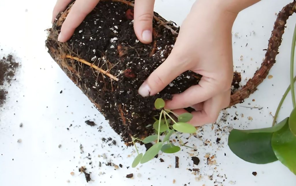 Take the Plant Out of Its Pot