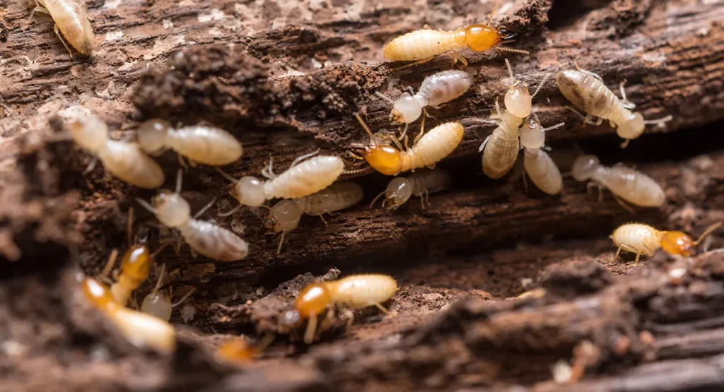 Termite Control: Protecting Your Home from Destruction