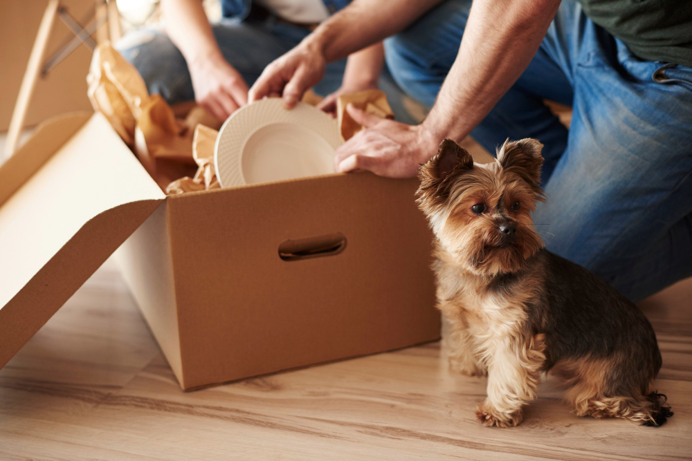 Understanding Your Pet's Needs During a Move