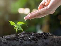 watering plant