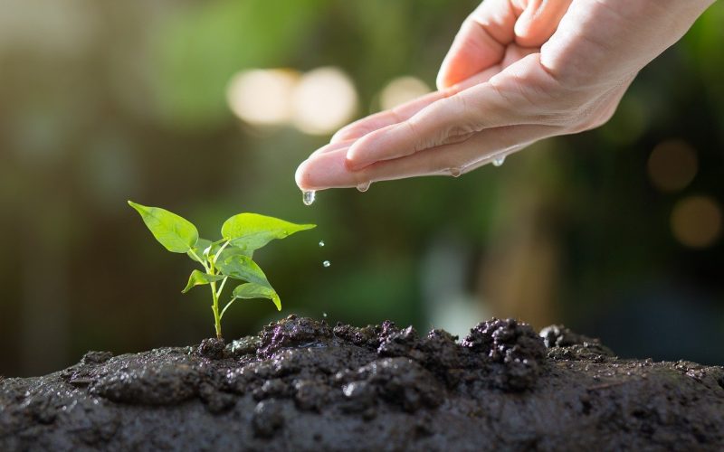 watering plant