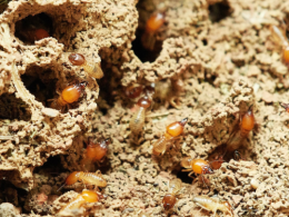 Protecting Your Home from Common Pests