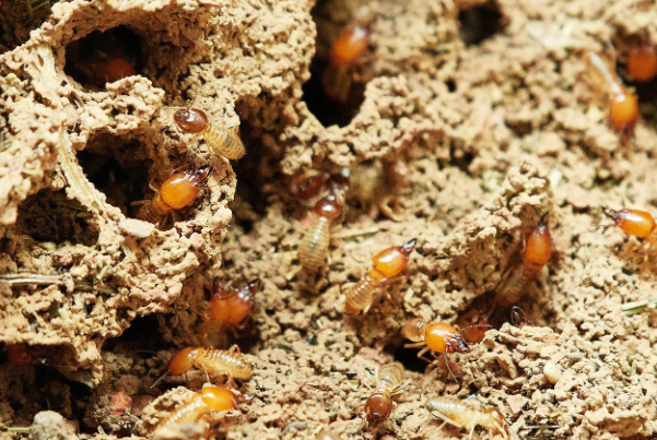 Protecting Your Home from Common Pests