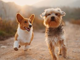 Amenities to Check for in Dog-Friendly Rentals: Tips and Tricks