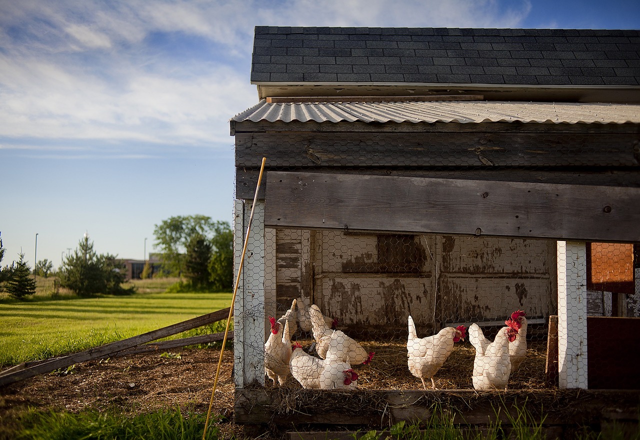 chickens inside house