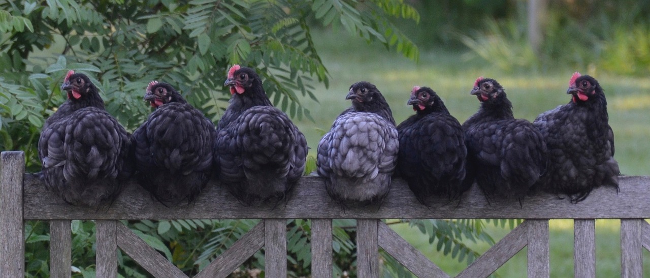 seven chickens sitting on wooden fence