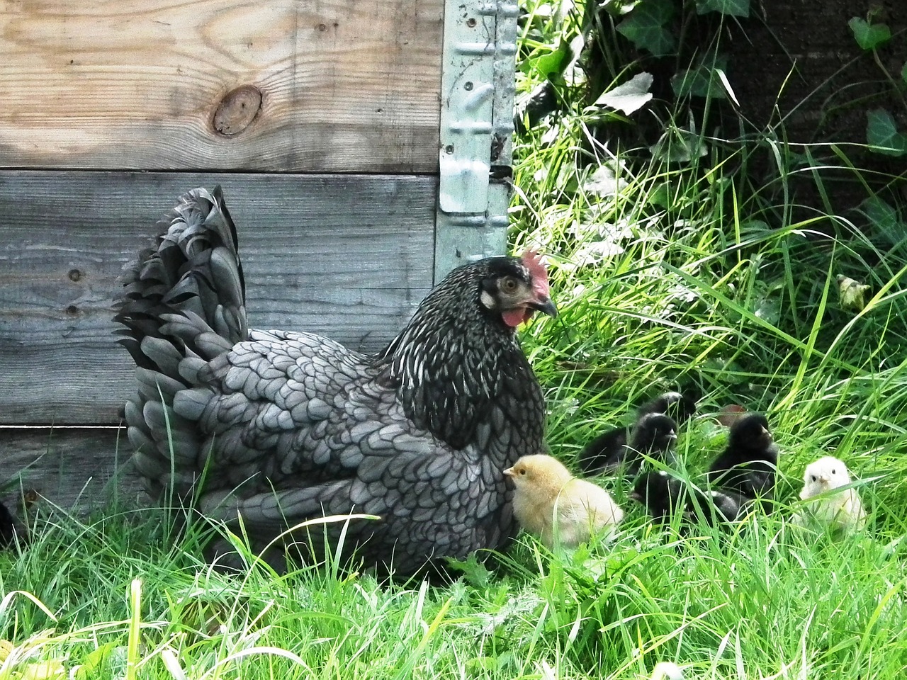 mother hen with baby chicks in grassy backyard