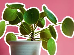 A Comprehensive Guide to Grow Chinese Money Plants