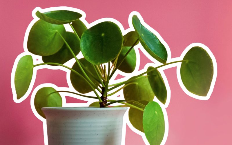 A Comprehensive Guide to Grow Chinese Money Plants