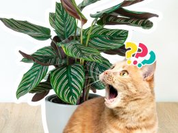 Are Prayer Plants Harmful to Cats?