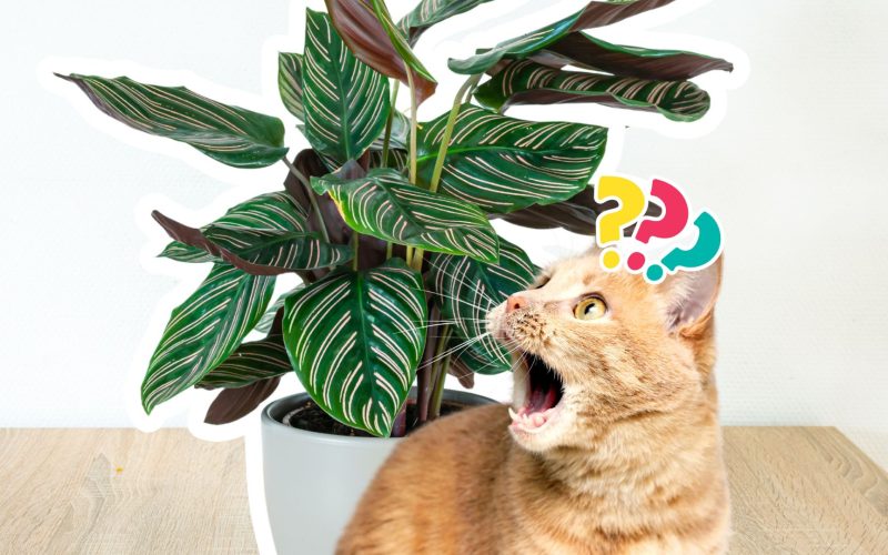 Are Prayer Plants Harmful to Cats?