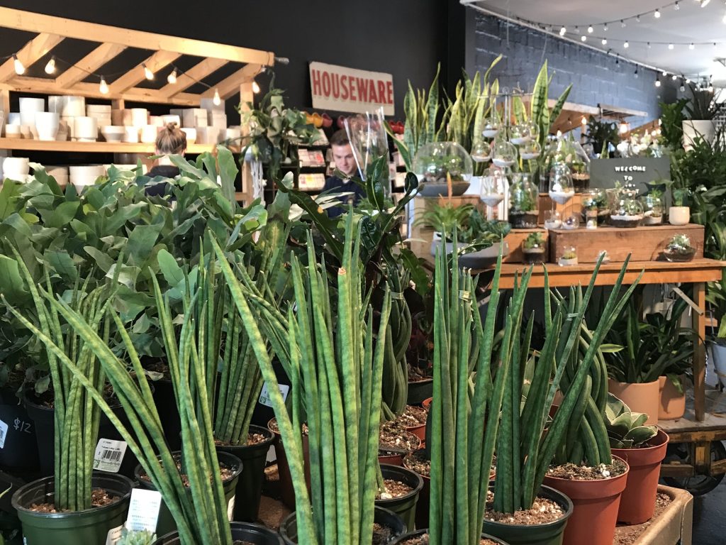 Calgary Plants