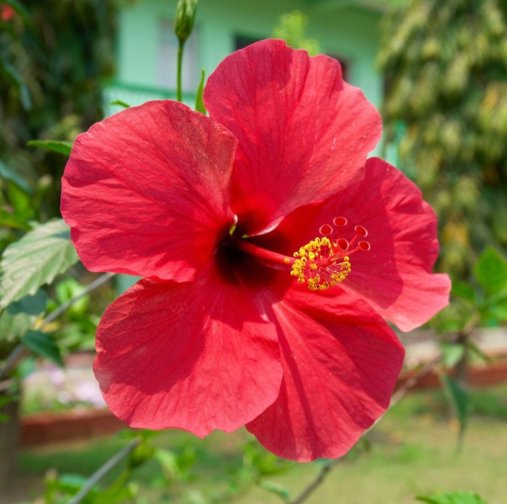 Care Instructions for Hibiscus Rosa-Sinensis