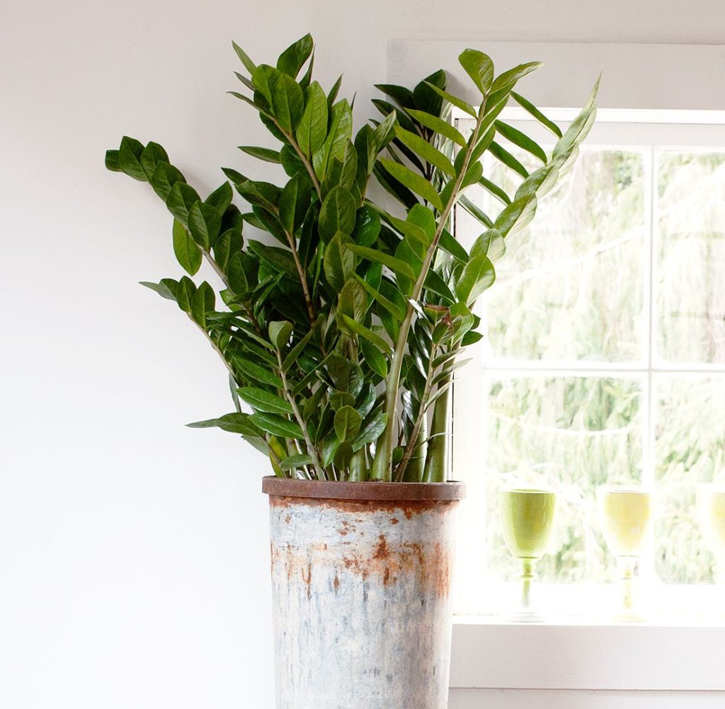 Common Toxic Houseplants