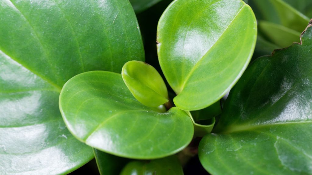 Essential Care Tips for Peperomia Obtusifolia