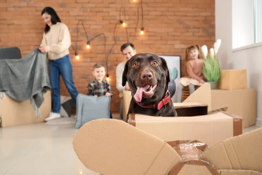 Hiring the Right Moving Company for Pets