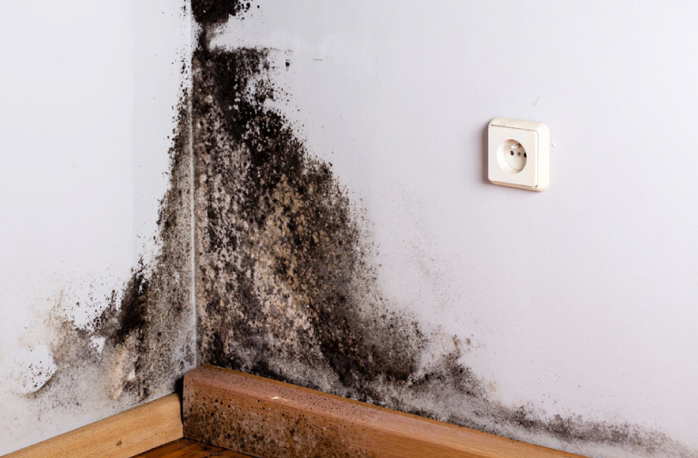 Identifying Signs of Mold