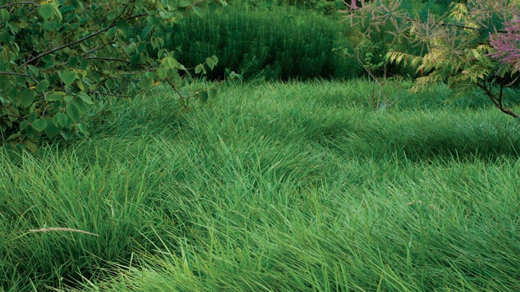 Maintaining Your Low-Maintenance Lawn Alternative