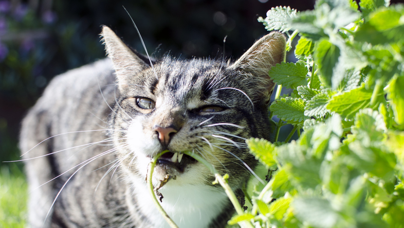 Managing Pets and Plants