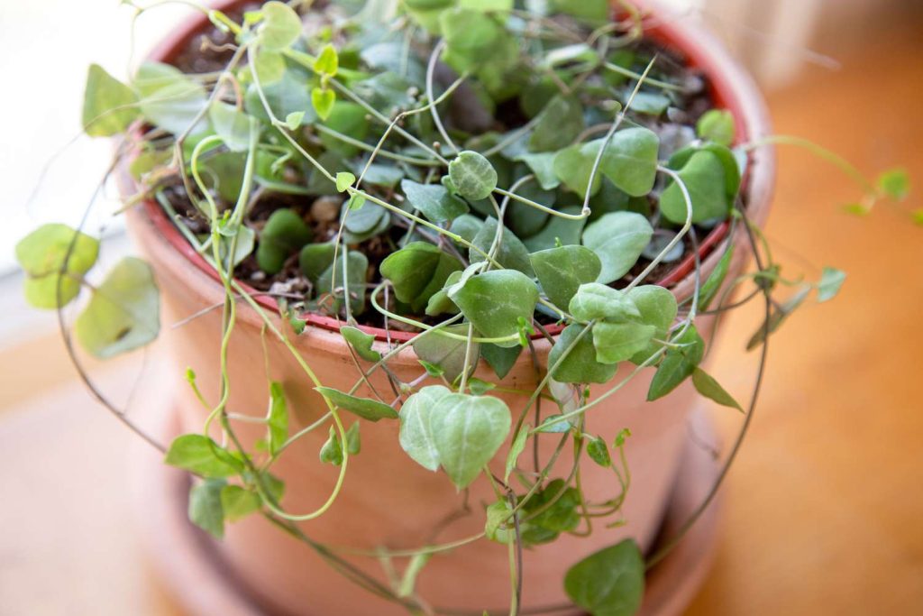 Propagation Techniques