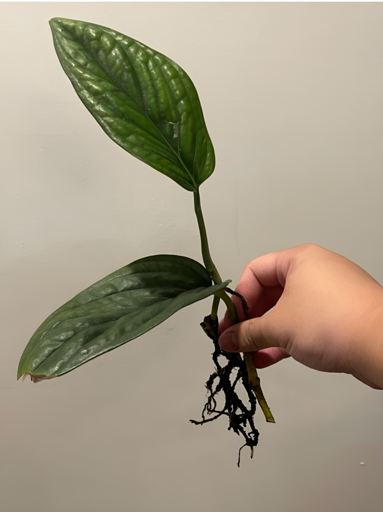 Pruning and Propagation Method for Monstera Peru