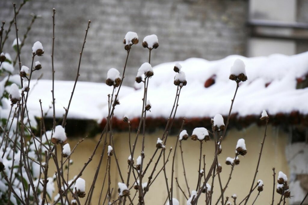 Seasonal-Care-and-Overwintering