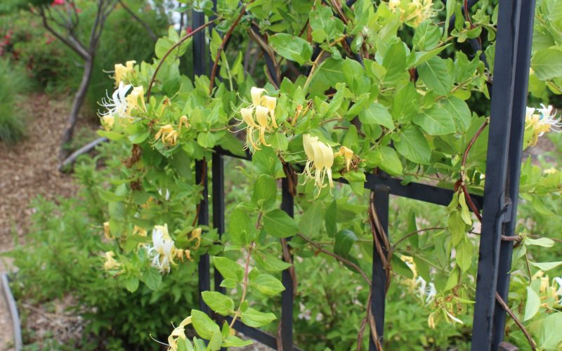 Step-by-Step Guide for a Perfect DIY Obelisk Trellis