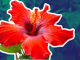 Steps to Revive a Non-Blooming Hibiscus Plant