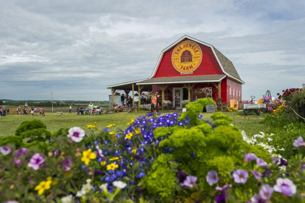 The Jungle Farm