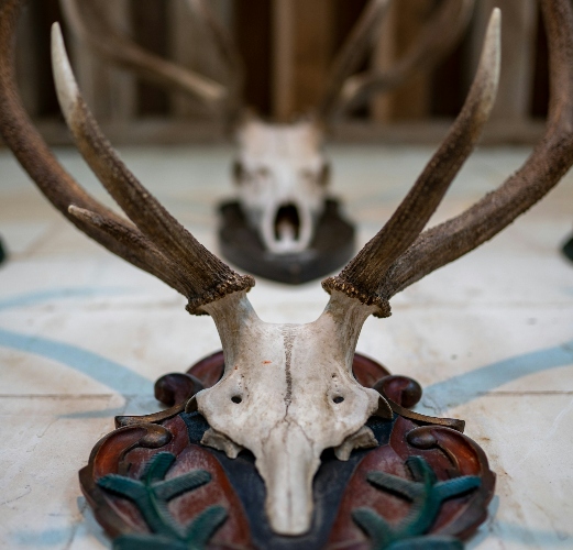 The Subtle Art of Decorating With Hunting Trophies: 9 Tips