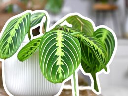 The Ultimate Guide to Lemon Lime Maranta Care & Propagation