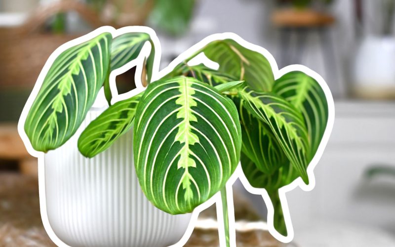 The Ultimate Guide to Lemon Lime Maranta Care & Propagation